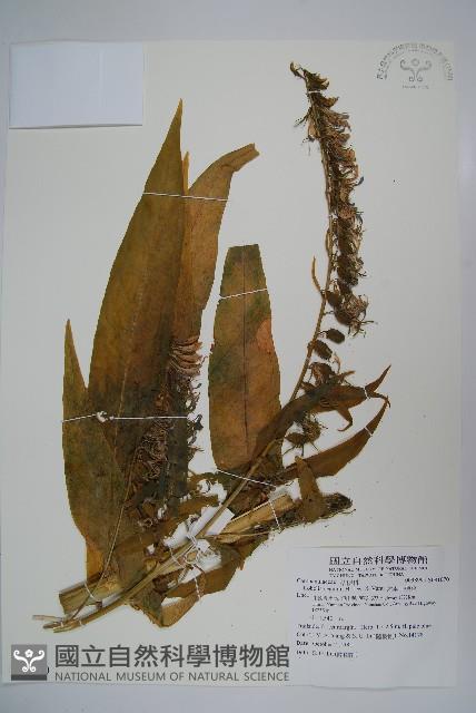 大本山梗菜藏品圖，第1張