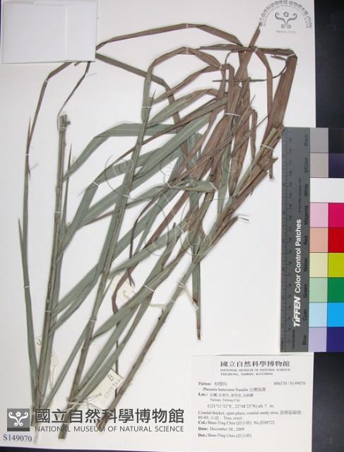 台灣海棗藏品圖，第1張