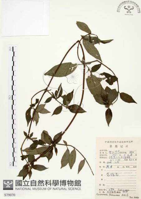 毛玉葉金花藏品圖，第1張