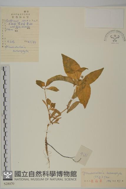 孩兒參藏品圖，第1張