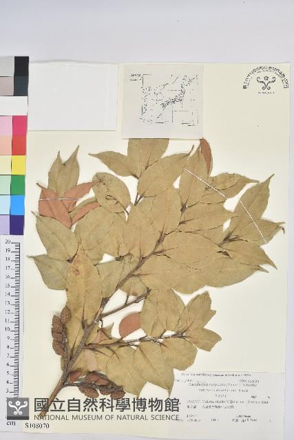 登錄號:S108070藏品圖，第1張