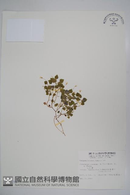 山桔梗藏品圖，第1張