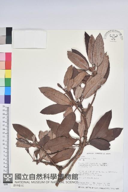 森氏杜鵑、森氏滿江紅藏品圖，第1張