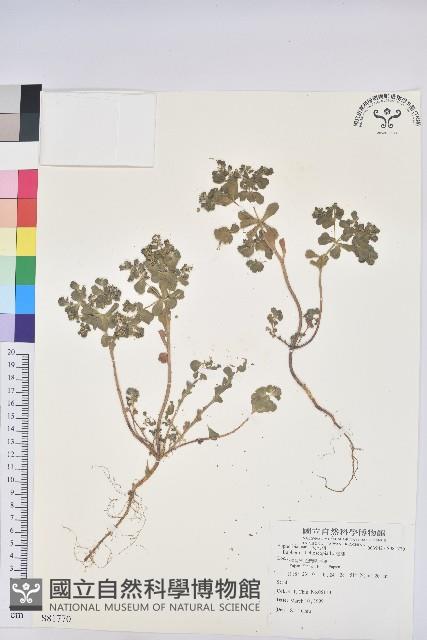 澤漆藏品圖，第1張