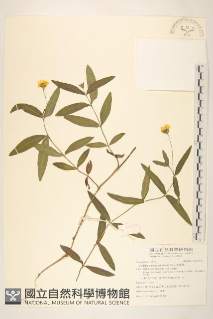 蟛蜞菊藏品圖，第1張