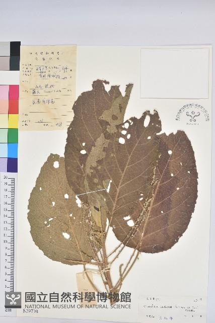 白桐樹藏品圖，第1張