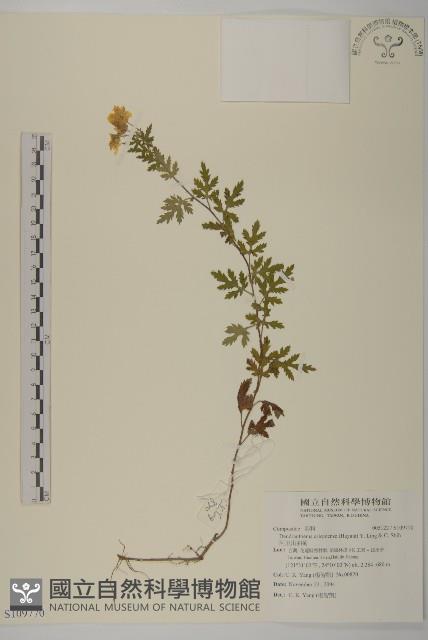 阿里山油菊藏品圖，第1張