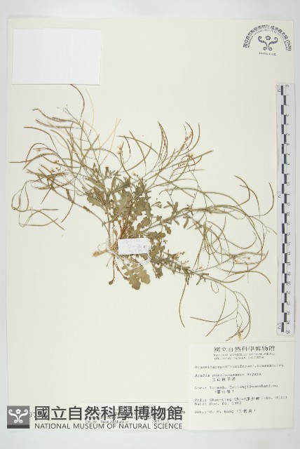 玉山筷子芥藏品圖，第1張