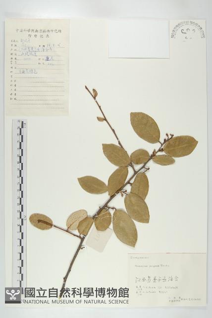 胡頹子藏品圖，第1張