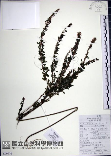 鐵掃帚、千里光藏品圖，第1張