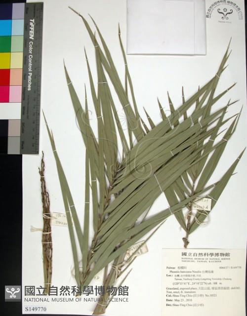 台灣海棗藏品圖，第1張