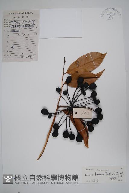 光葉紫玉盤藏品圖，第1張