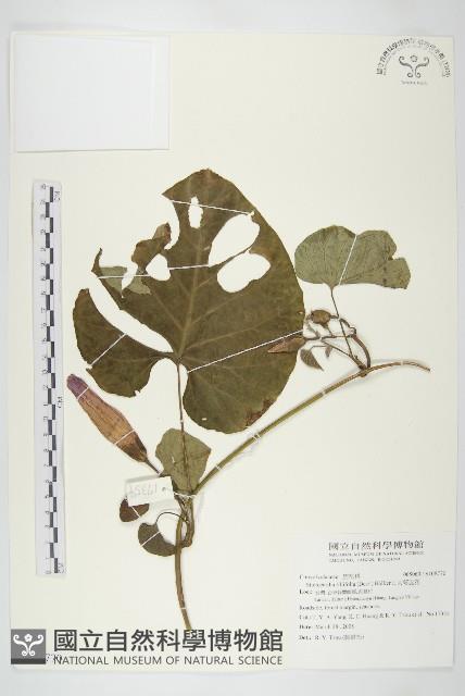 大萼旋花藏品圖，第1張