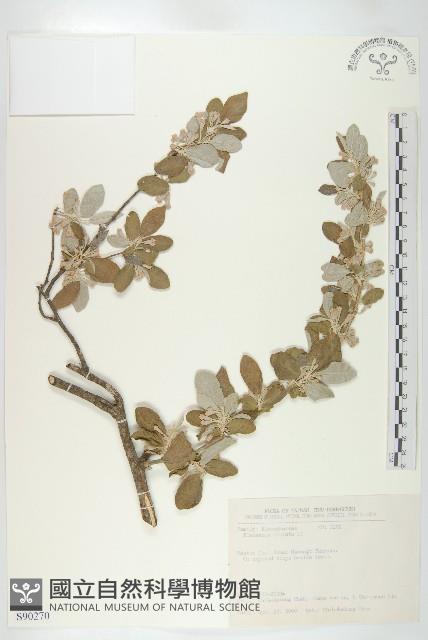 小葉胡頹子藏品圖，第1張