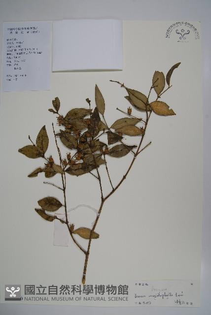 大葉黃楊藏品圖，第1張