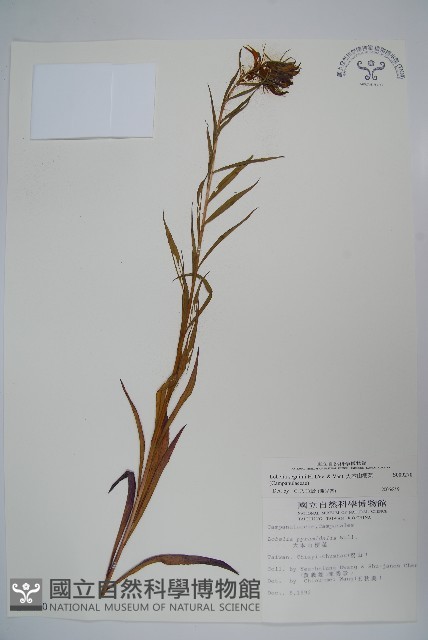 大本山梗菜藏品圖，第1張