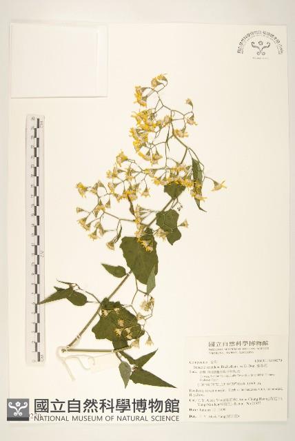 蔓黃菀藏品圖，第1張