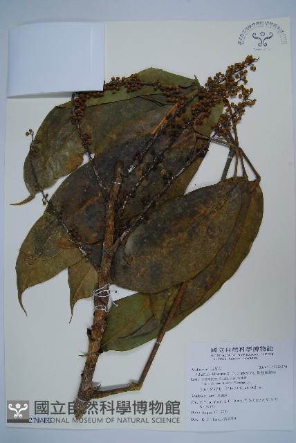 扁盤鵝掌柴藏品圖，第1張