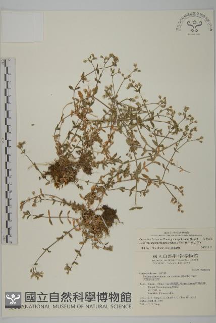 簇生卷耳藏品圖，第1張