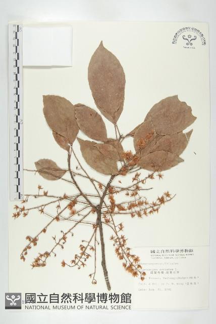 錫蘭橄欖、鋸葉杜英藏品圖，第1張