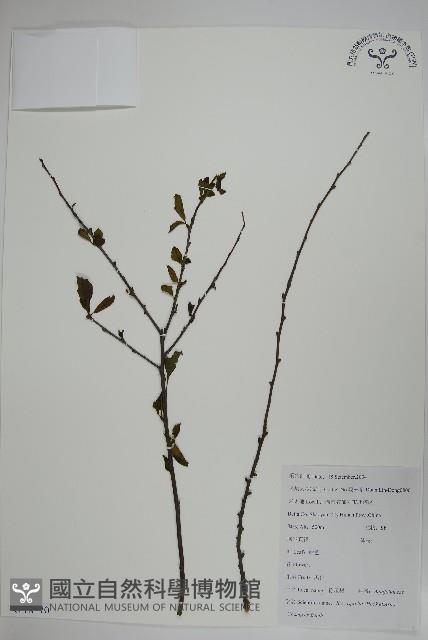 燈稱花、烏雞骨藏品圖，第1張