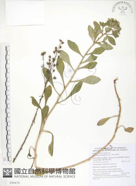 茅毛珍珠菜藏品圖，第1張