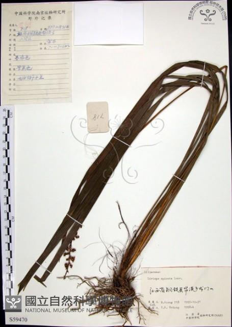 麥門冬藏品圖，第1張