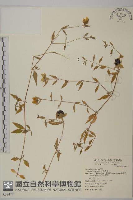 狗筋蔓藏品圖，第1張