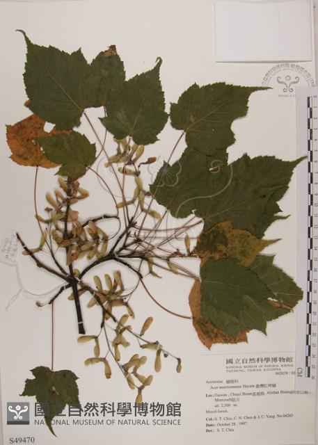 臺灣紅榨槭藏品圖，第1張