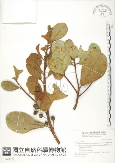 鵝鑾鼻蔓榕藏品圖，第1張