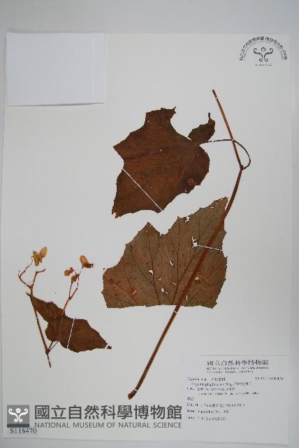 坪林秋海棠藏品圖，第1張