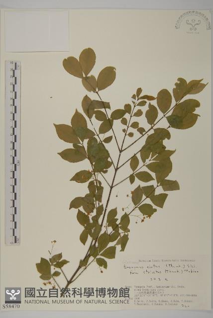 齒毛衛矛藏品圖，第1張