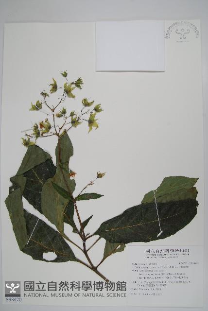 假酸漿藏品圖，第1張