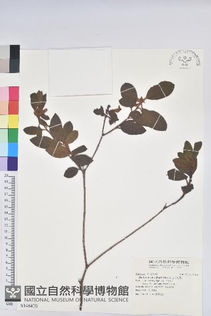 金毛杜鵑藏品圖，第1張