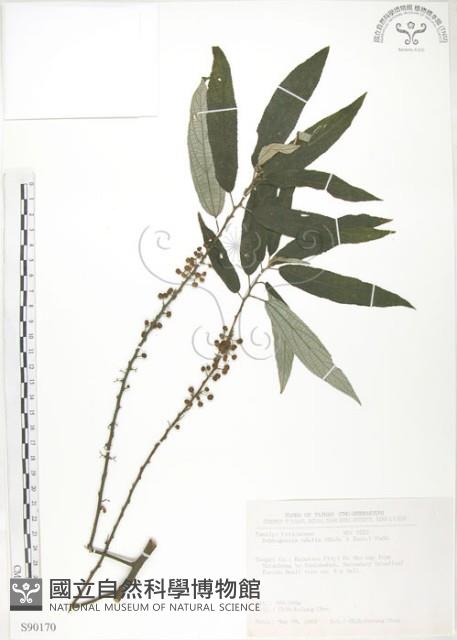 水麻藏品圖，第1張