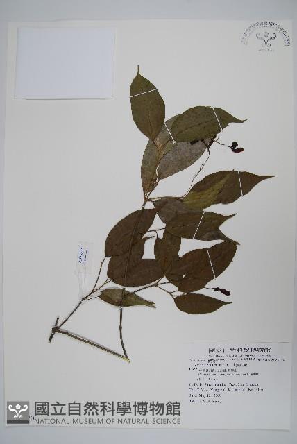 貴州槭藏品圖，第1張