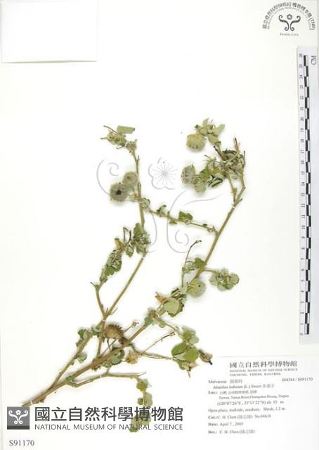 冬葵子藏品圖，第1張