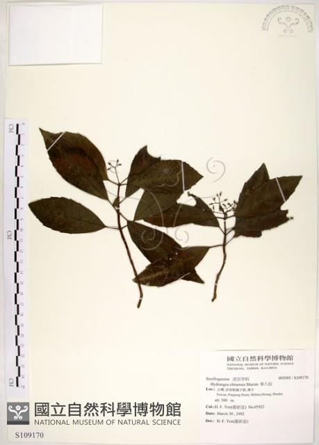 華八仙藏品圖，第1張