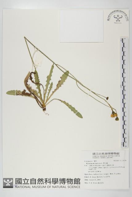 貓兒菊藏品圖，第1張