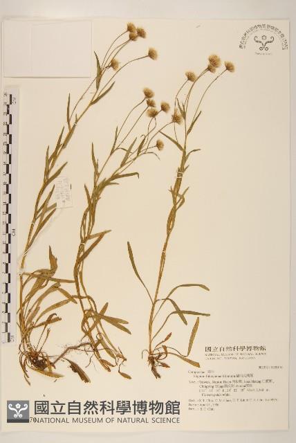 福山氏飛蓬藏品圖，第1張