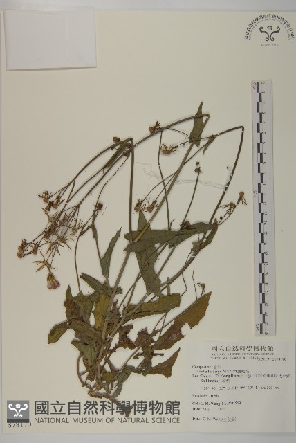 纓絨花藏品圖，第1張
