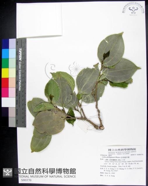 菲律賓朴樹藏品圖，第1張