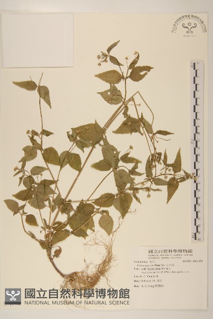 小米菊藏品圖，第1張