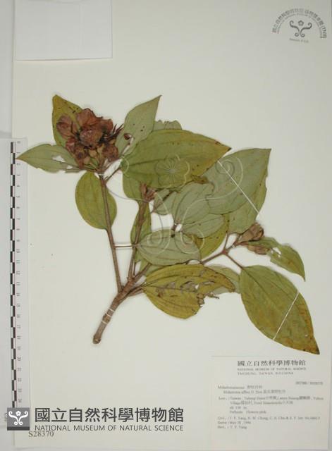 基尖葉野牡丹、蘭嶼野牡丹藏品圖，第1張