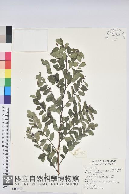 紅仔珠藏品圖，第1張