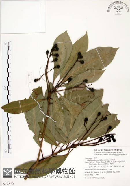 大葉楠藏品圖，第1張