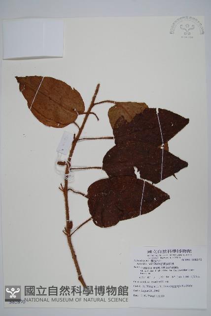 糙葉獼猴桃藏品圖，第1張