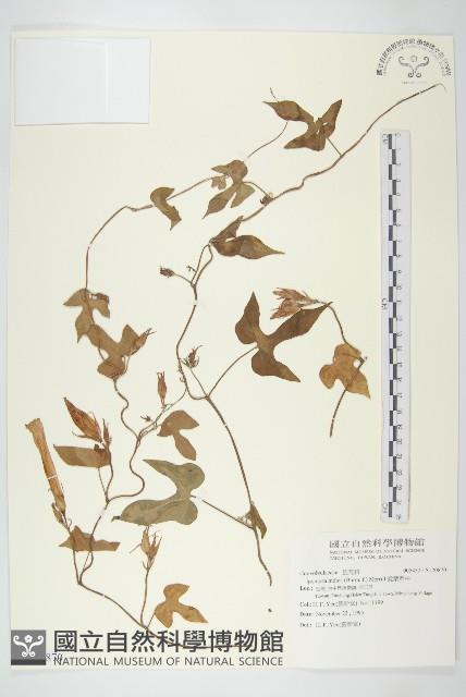 銳葉牽牛藏品圖，第1張