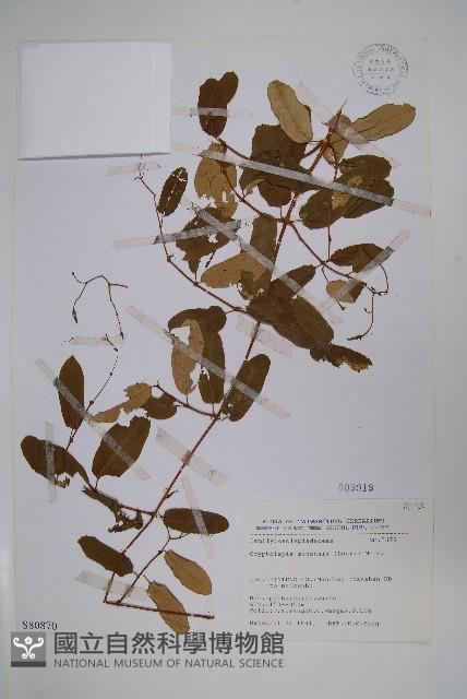 隱鱗藤藏品圖，第1張