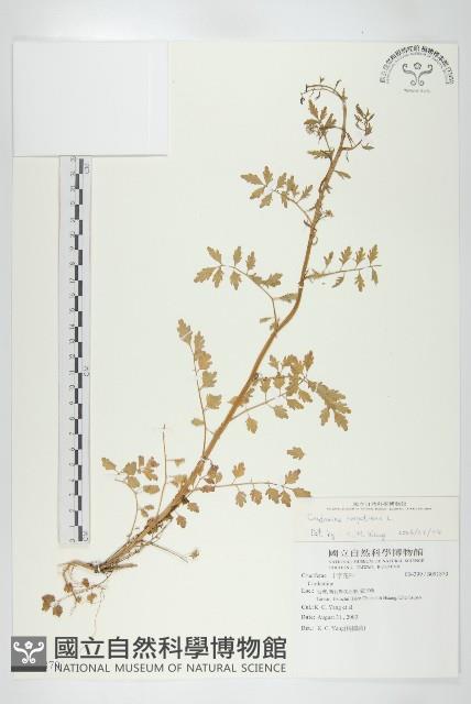 水花菜藏品圖，第1張